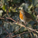 Robin Redbreast. by gamelee
