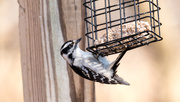 25th Feb 2018 - Downy Woodpecker at the feeder Wide