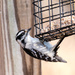 Downy Woodpecker at the feeder Wide by rminer