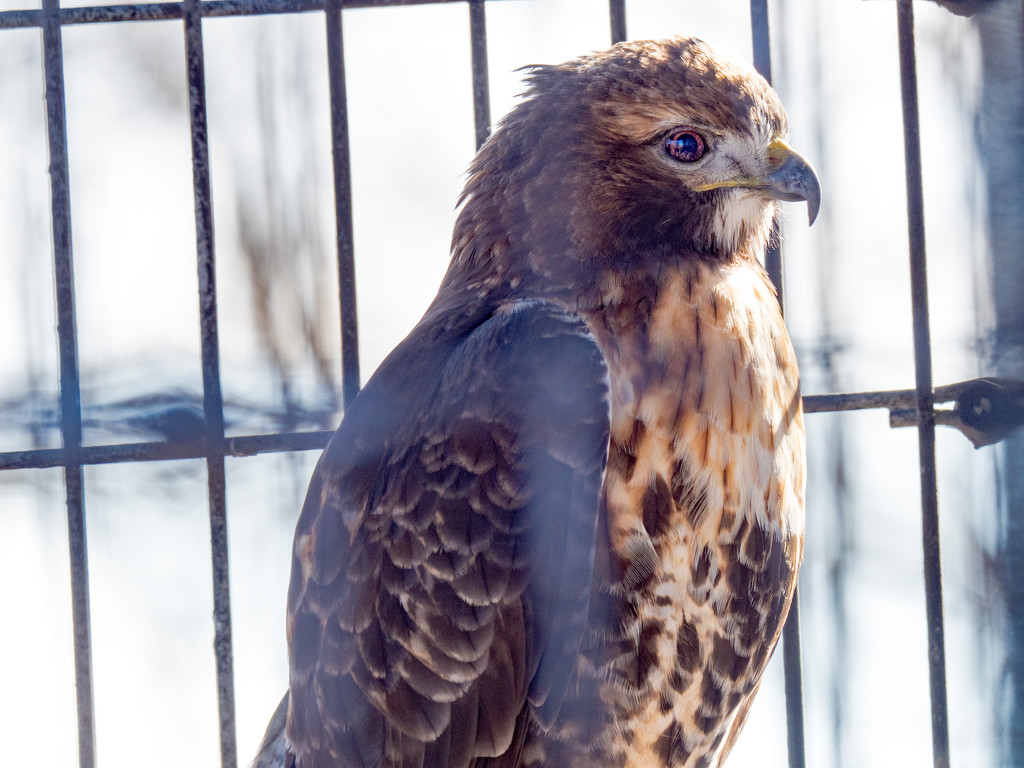 Hawk in Cage by rminer