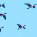 Skyful of Geese Closeup by rminer