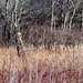 Cattail Landscape by rminer