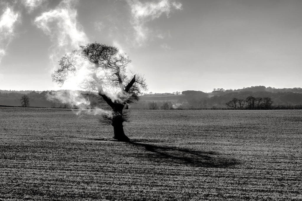 The Burning Tree.. by rjb71