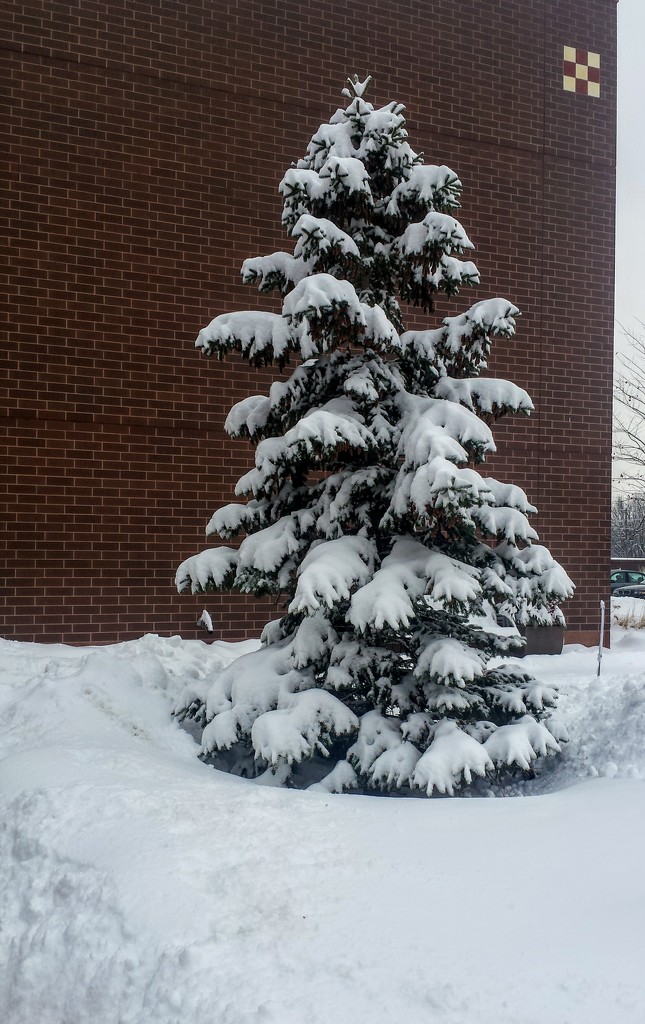 Snow covered pine by caitnessa