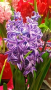 22nd Feb 2018 - Purple Hyacinth