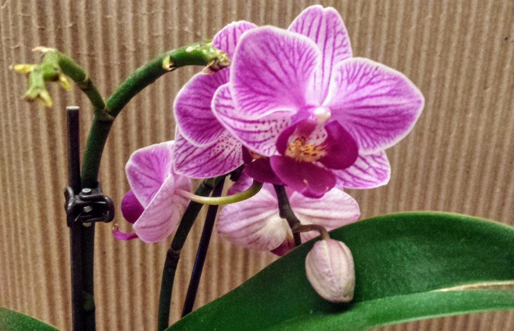 mini orchid  by caitnessa