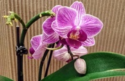 20th Feb 2018 - mini orchid 