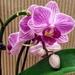 mini orchid 