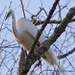 Egret, Above My Head! by rickster549