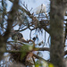 Egret and Blue Heron Sharing a Nesting Tree! by rickster549