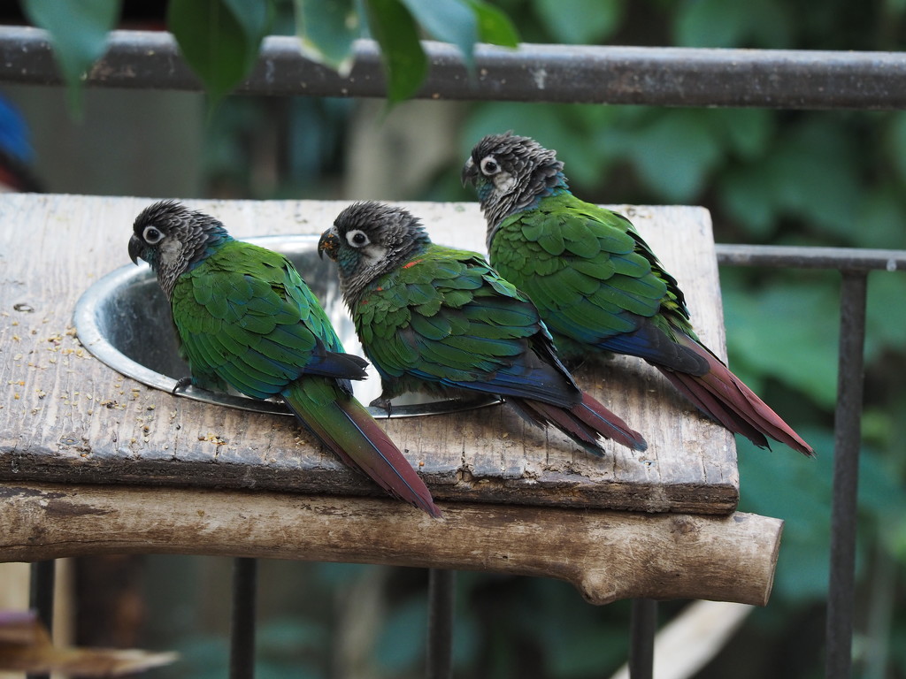 Three Green Birds by selkie