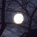 Full Moon in the Trees by selkie