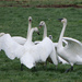 Trumpeter Swans by byrdlip