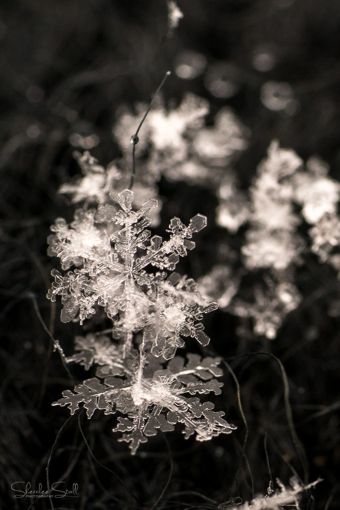 Snowflake by bella_ss