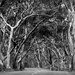  Avenue of Trees on Kangaroo Island by judithdeacon