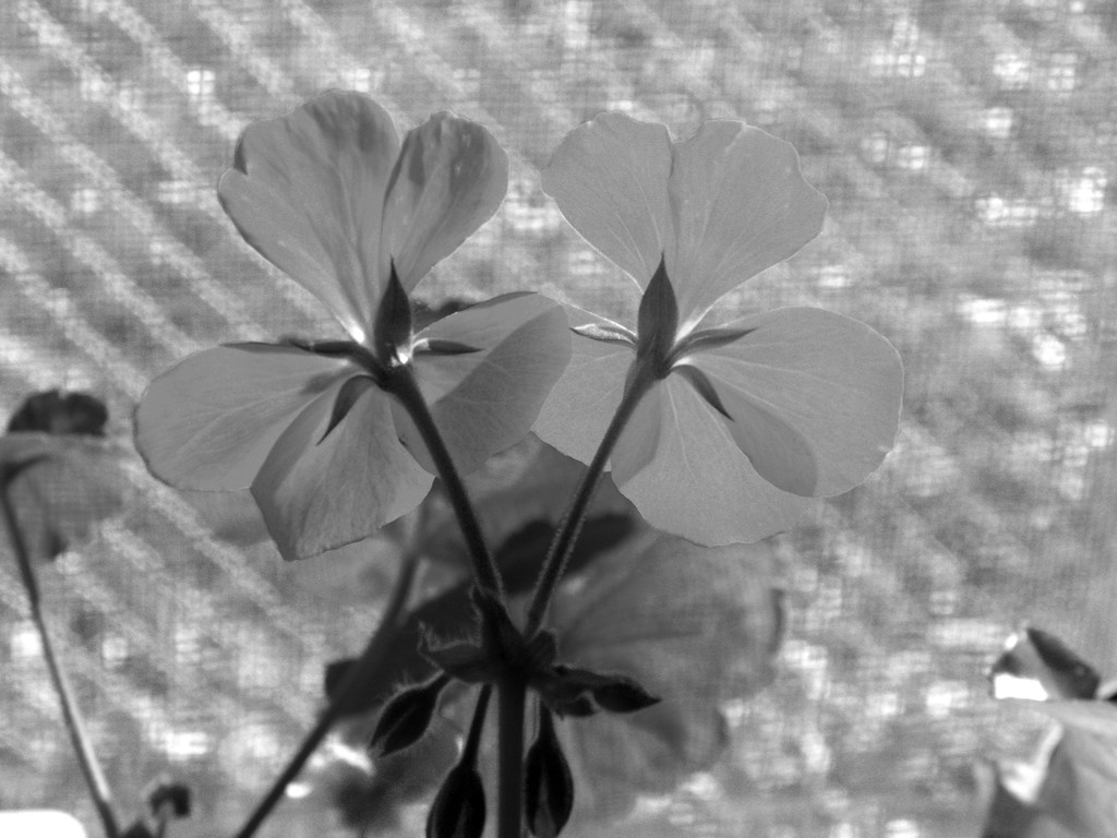 Geraniums on a sunny day in BW by daisymiller