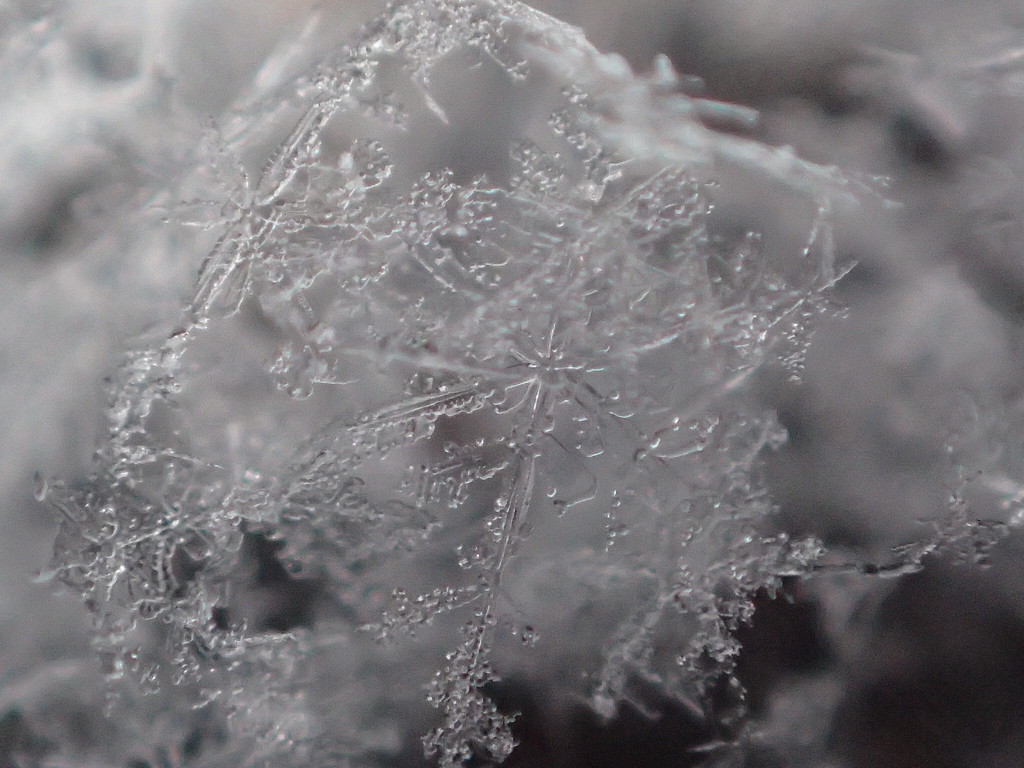 Snowflakes by mattjcuk