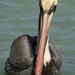 Pelican by epcello