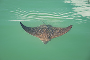 21st Feb 2018 - Spotted Eagle Ray