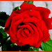 A rose in my flower series by bruni