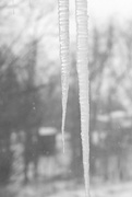 26th Feb 2018 - Icicles
