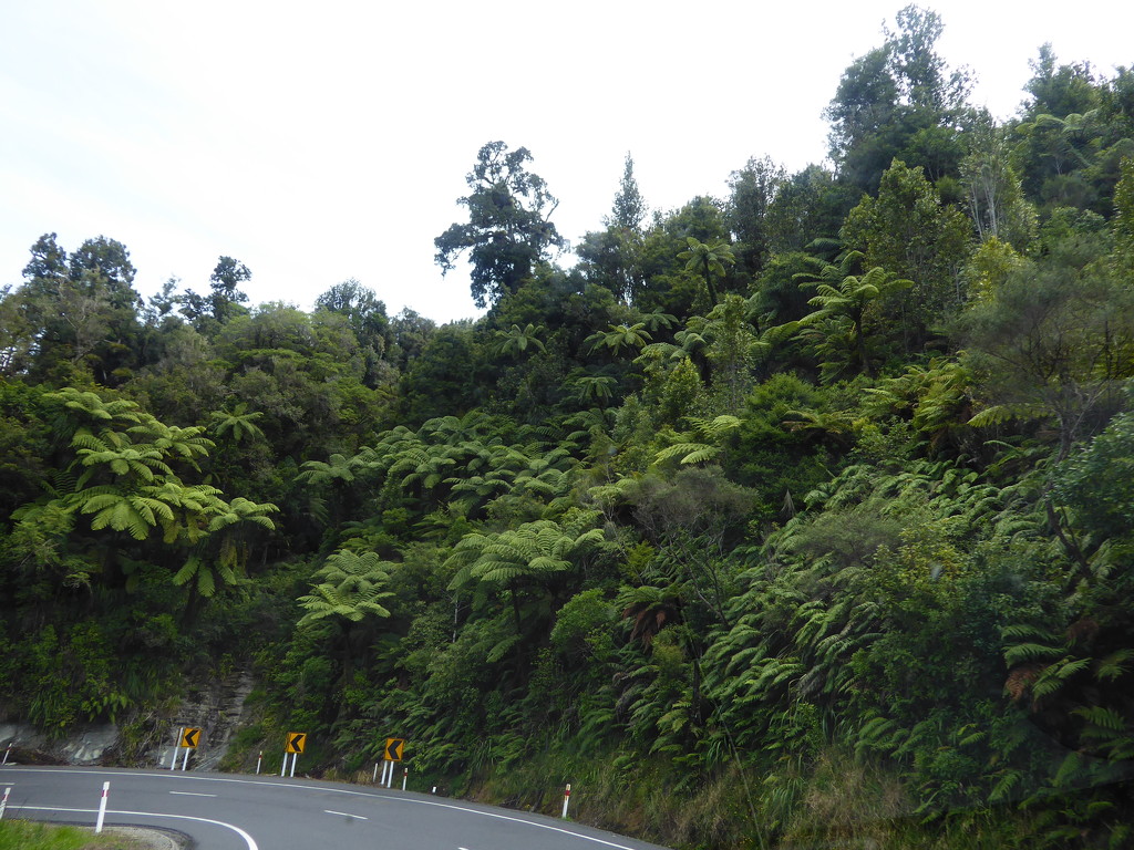 Taken from the moving car on the road to Taranaki.  by chimfa