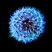 Dandelion by congaree