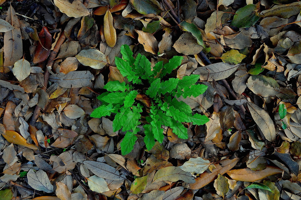 Sign of Spring by congaree