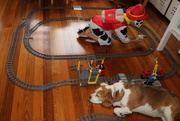 25th Feb 2018 - Two dogs and a train set!