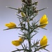 Blooming Gorse. by gamelee
