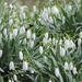 Snowdrops by roachling