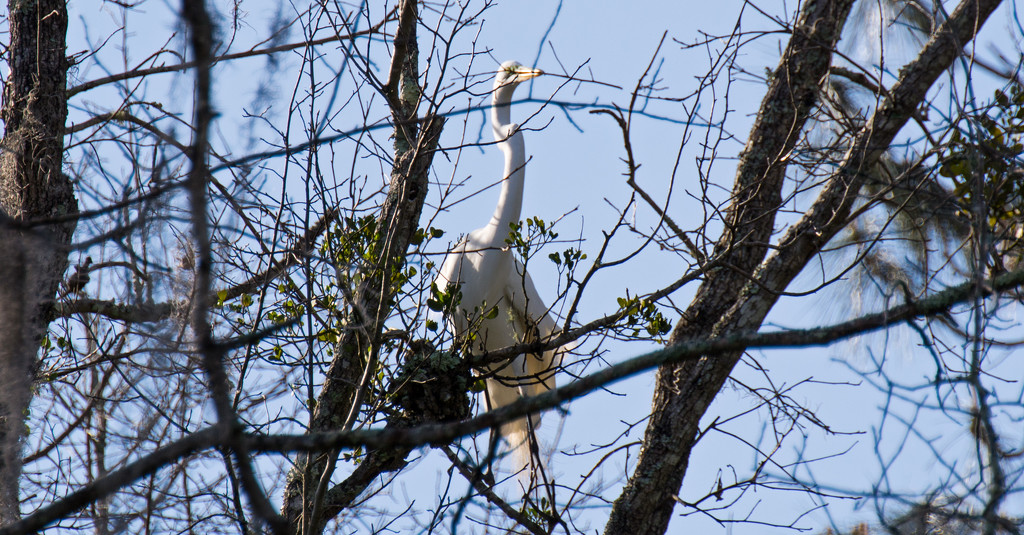 Egret With a Twig! by rickster549