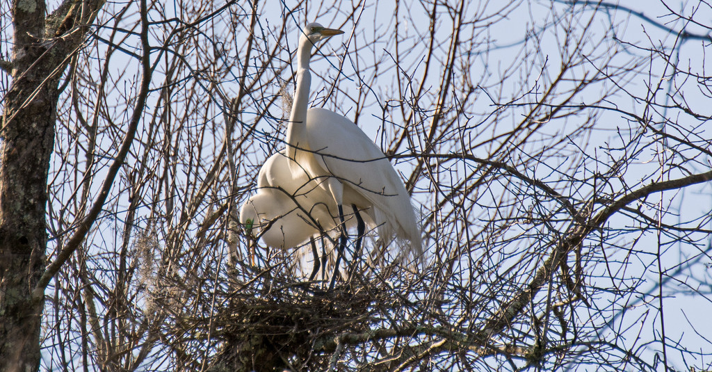 And Here, the Twig Has Been Placed, and Mrs Egret is Setting it Straight! by rickster549