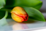 26th Feb 2018 - tulip