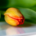 tulip by jernst1779
