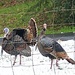 Turkeys in the Snow by joysfocus