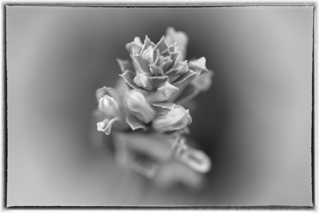 Flowers by ingrid01