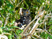27th Feb 2018 - Cape Eagle Owl .......