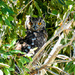 Cape Eagle Owl ....... by ludwigsdiana