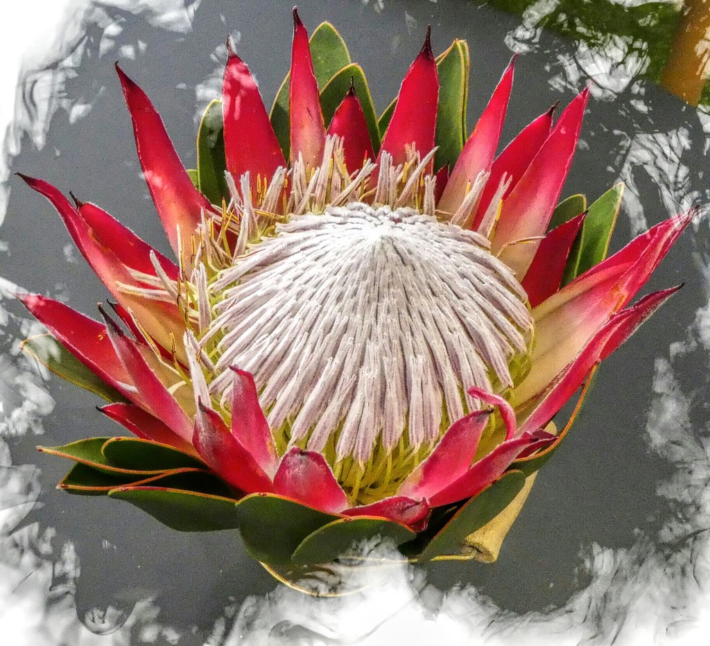 A King Protea by ludwigsdiana