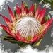 A King Protea by ludwigsdiana