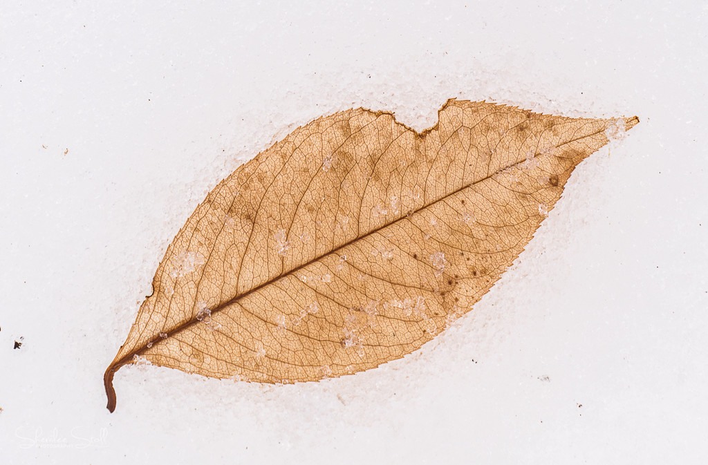 Leaf in the snow by bella_ss