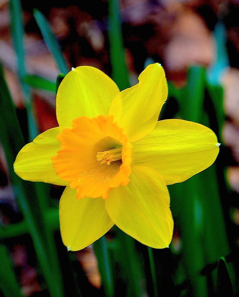 Daffodil by congaree