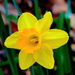 Daffodil by congaree