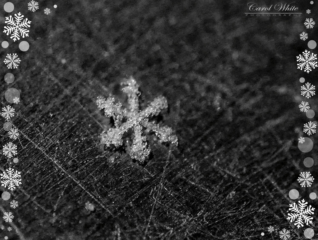 Snowflake by carolmw