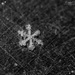 Snowflake by carolmw
