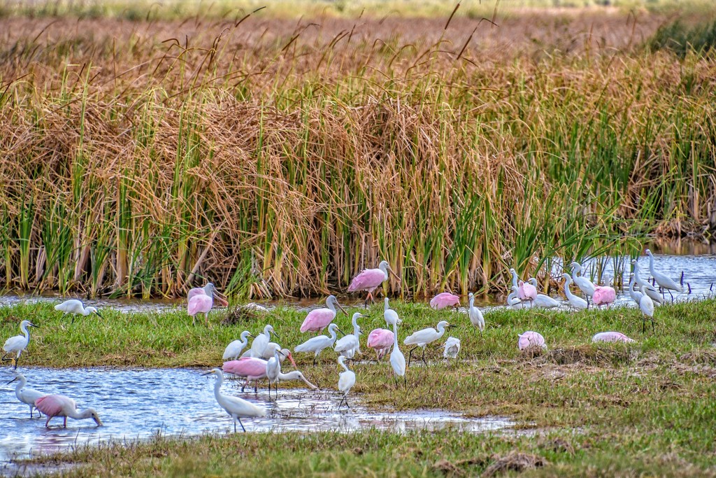 Egrets and Spoonbills by danette