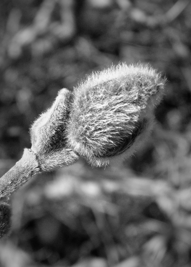 Pussy Willow by daisymiller