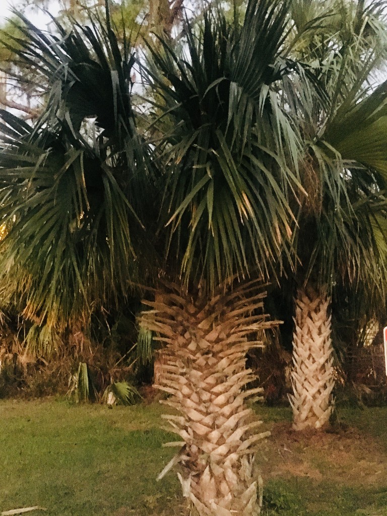 Southern Palms by wilkinscd