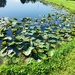 Pond Lillies by wilkinscd